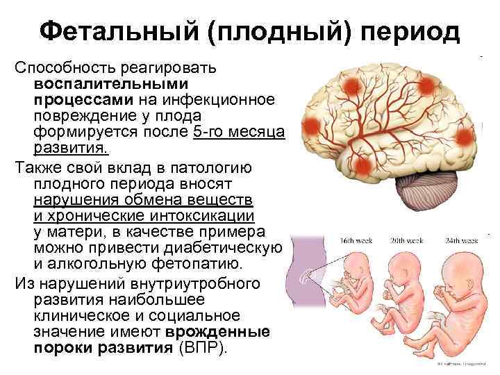 Фетальный (плодный) период Способность реагировать воспалительными процессами на инфекционное повреждение у плода формируется после