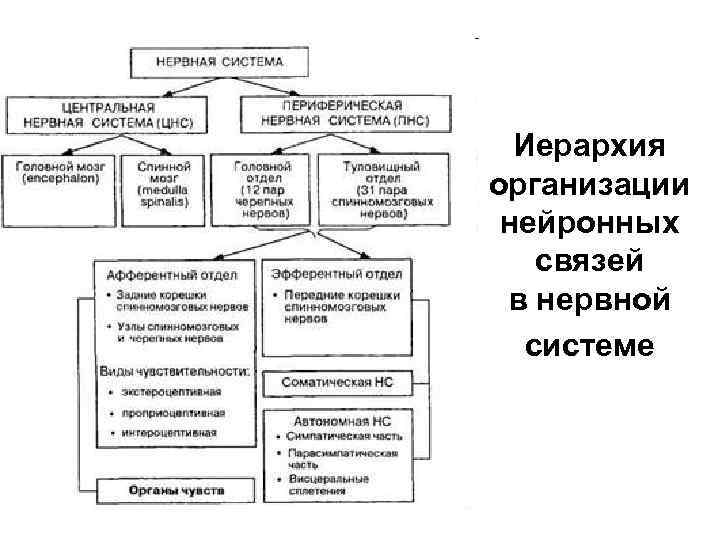 Иерархия организации нейронных связей в нервной системе 