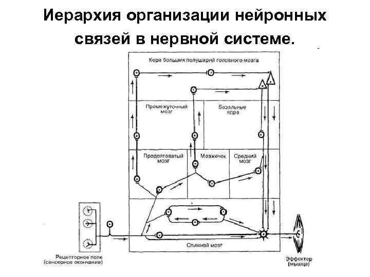Иерархия организации нейронных связей в нервной системе. 