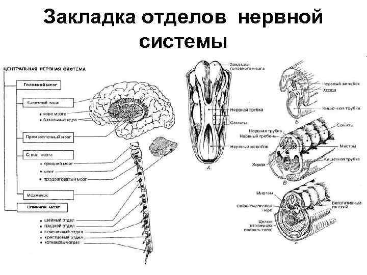 Закладка отделов нервной системы 
