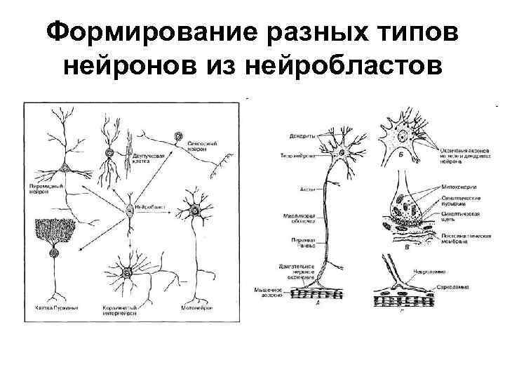 Формирование разных типов нейронов из нейробластов 