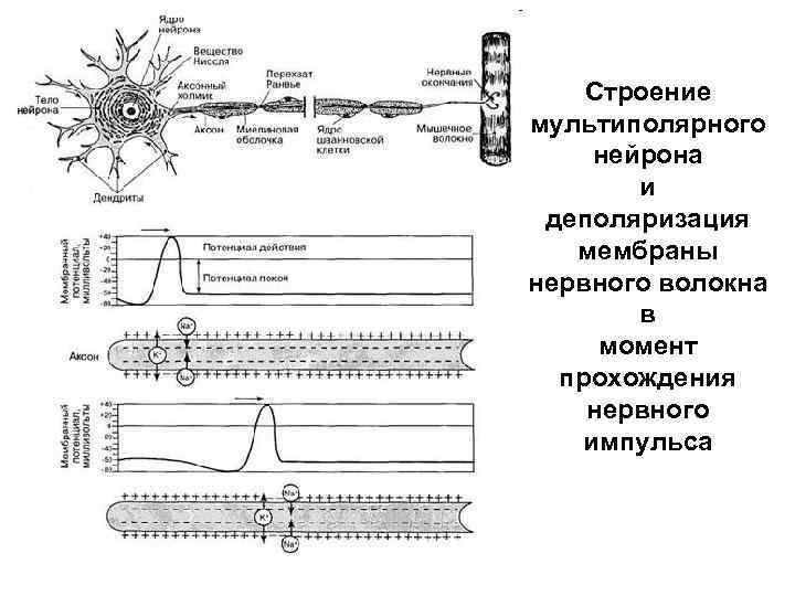 Строение мультиполярного нейрона и деполяризация мембраны нервного волокна в момент прохождения нервного импульса 