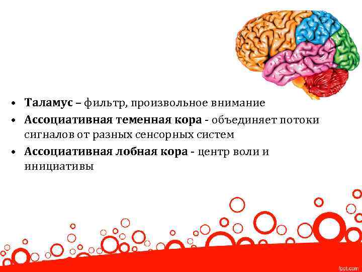  • Таламус – фильтр, произвольное внимание • Ассоциативная теменная кора - объединяет потоки