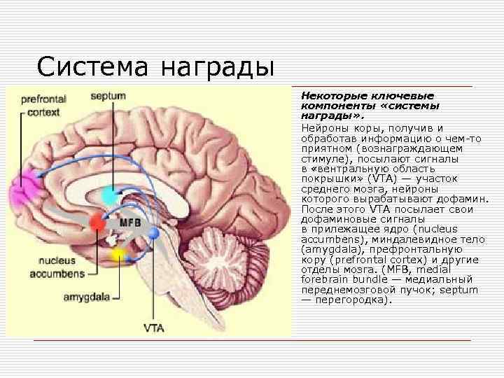 Система награды Некоторые ключевые компоненты «системы награды» . Нейроны коры, получив и обработав информацию