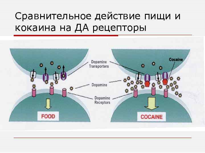 Сравнительное действие пищи и кокаина на ДА рецепторы 