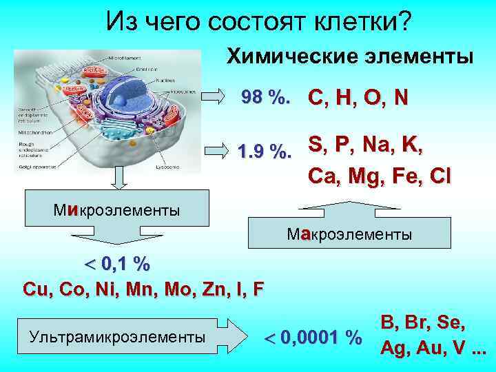 Из чего состоят клетки? Химические элементы 98 %. С, Н, O, N 1. 9