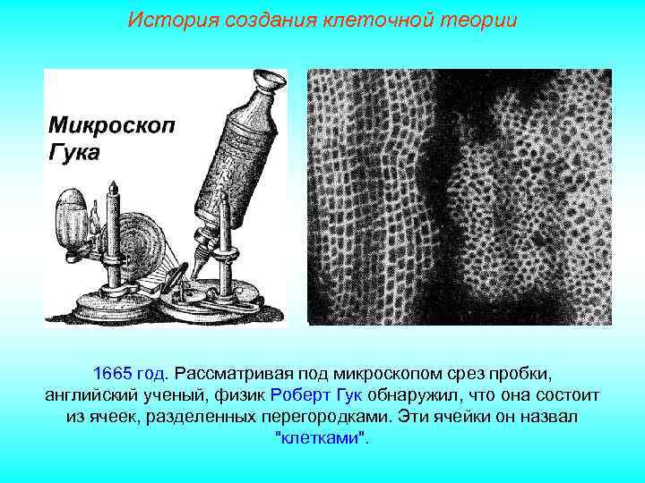 История создания клеточной теории 1665 год. Рассматривая под микроскопом срез пробки, английский ученый, физик