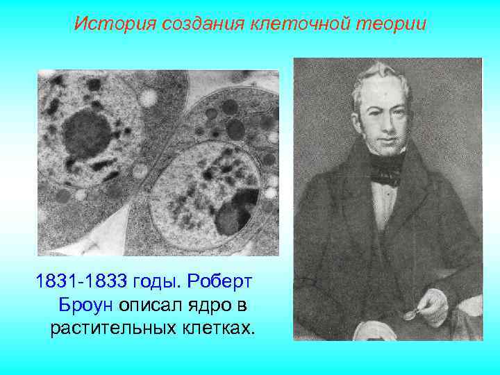 История создания клеточной теории 1831 -1833 годы. Роберт Броун описал ядро в растительных клетках.