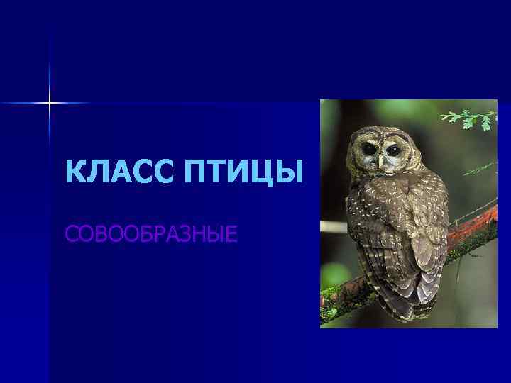 КЛАСС ПТИЦЫ СОВООБРАЗНЫЕ 