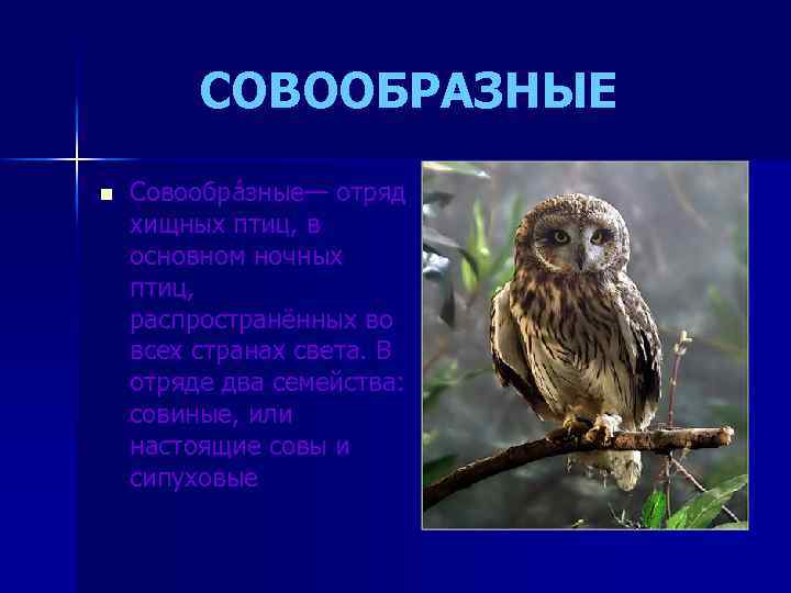  СОВООБРАЗНЫЕ n Совообра зные— отряд хищных птиц, в основном ночных птиц, распространённых во