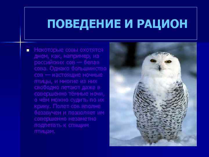  ПОВЕДЕНИЕ И РАЦИОН n Некоторые совы охотятся днем, как, например, из российских сов
