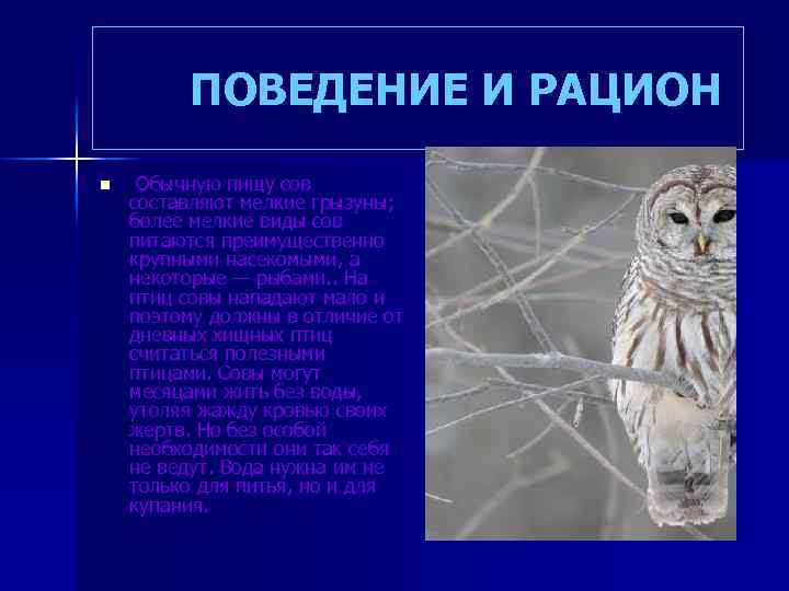  ПОВЕДЕНИЕ И РАЦИОН n Обычную пищу сов составляют мелкие грызуны; более мелкие виды