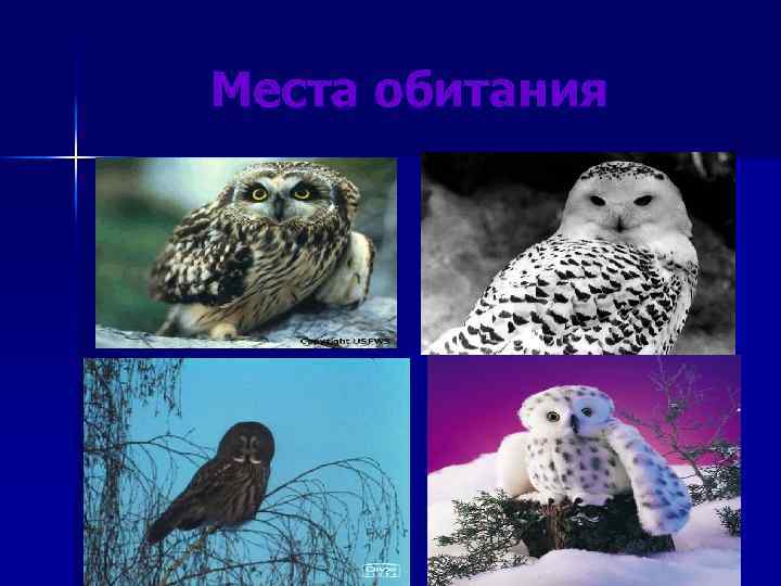 Места обитания 