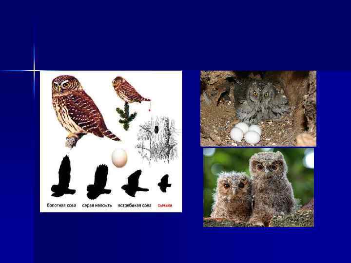  Сова в культуре n Сова — символ мудрости, атрибут древнегреческой богини Афины. Сова