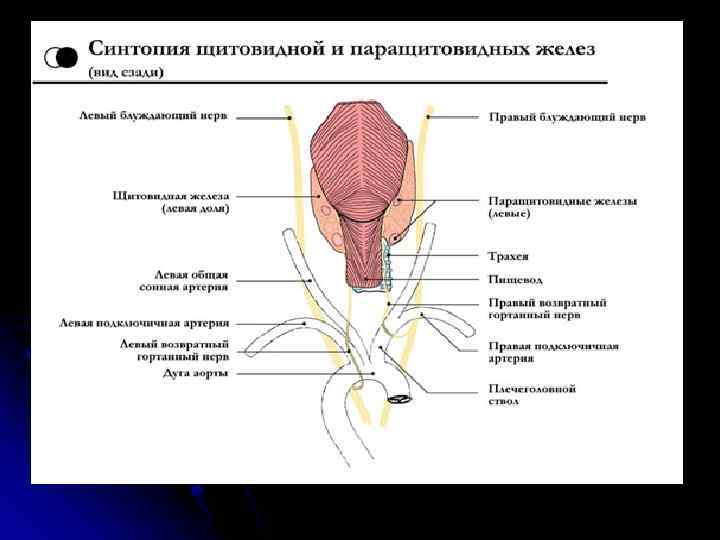 Щитовидная железа и желчный пузырь. Синтопия щитовидной железы схема. Синтопия щитовидной железы анатомия. Околощитовидная железа синтопия. Синтопия гортани анатомия.