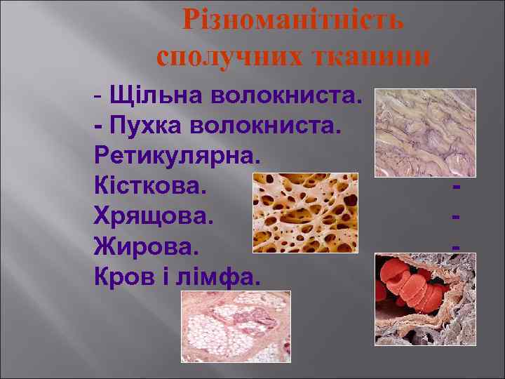 Різноманітність сполучних тканини - Щільна волокниста. Пухка волокниста. Ретикулярна. Кісткова. Хрящова. Жирова. Кров і
