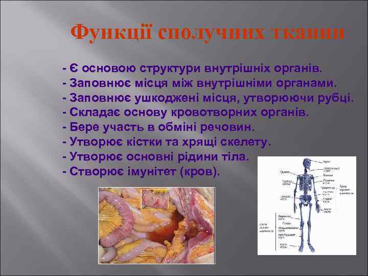 Функції сполучних тканин Є основою структури внутрішніх органів. Заповнює місця між внутрішніми органами. Заповнює