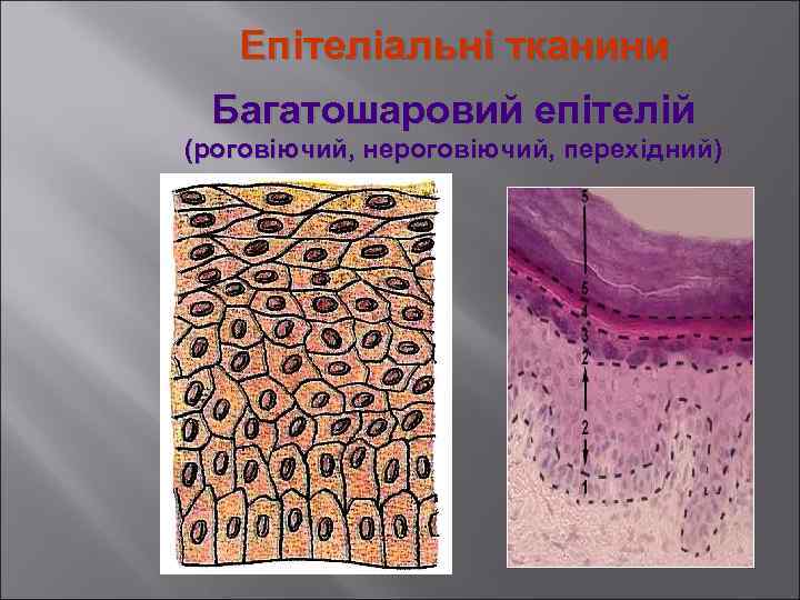 Епітеліальні тканини Багатошаровий епітелій (роговіючий, нероговіючий, перехідний) 