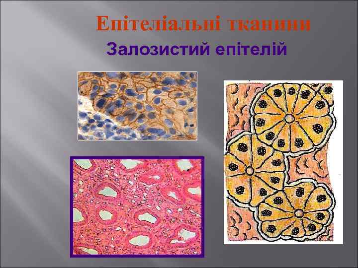 Епітеліальні тканини Залозистий епітелій 