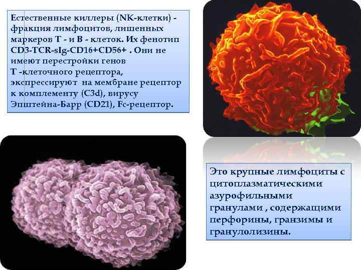 Естественные киллеры презентация