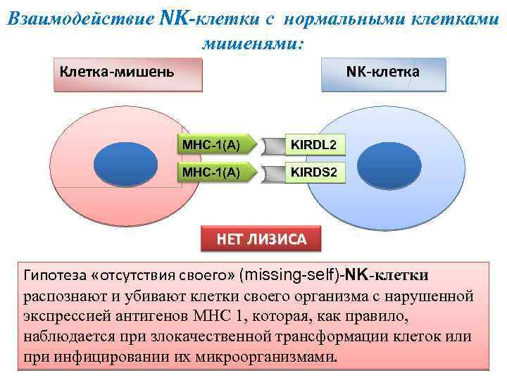 Какую роль в эволюции организмов выполнила клетка