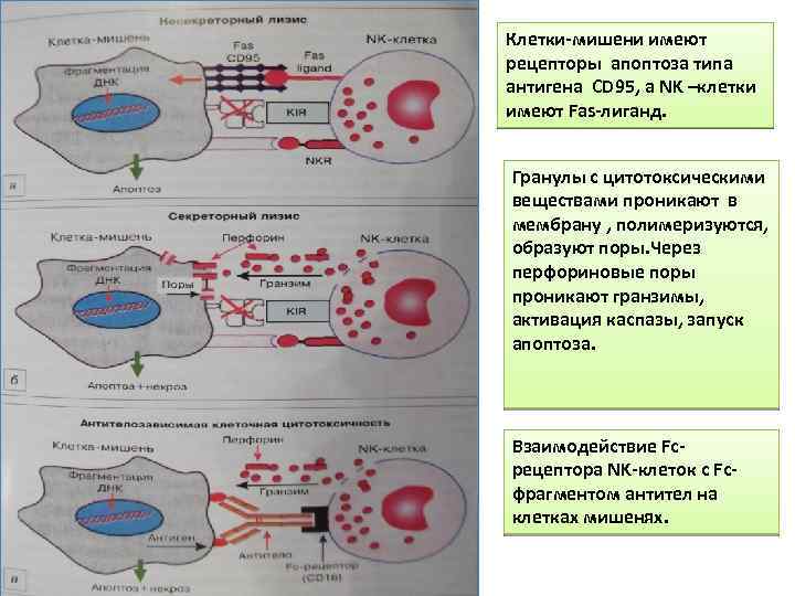 Нарисуйте схему гибели клеток мишеней по механизму апоптоза