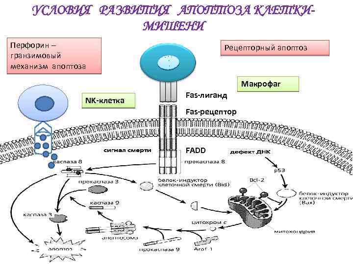 Нарисуйте схему гибели клеток мишеней по механизму апоптоза