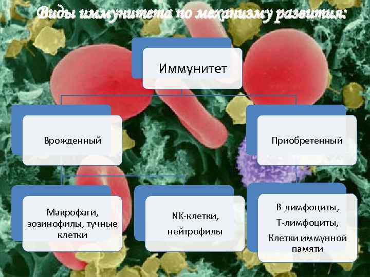 Какую роль в эволюции организмов выполнила клетка