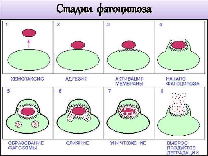 Фазы фагоцитоза схема