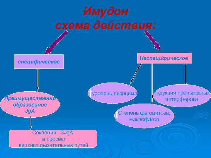 Имудон схема действия: Неспецифическое Преимущественно образование Jg. A Секреция SJg. A в просвет верхних