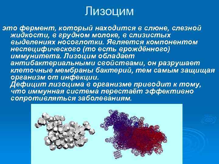 Слюна человека содержит фермент. Лизоцим биохимия. Лизоцим слюны. Лизоцим слюны микробиология. Каким действием обладает фермент лизоцим.