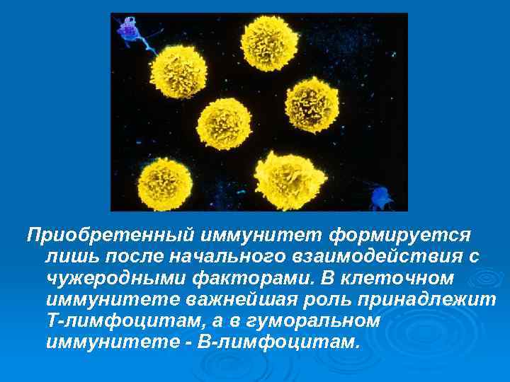 Приобретенный иммунитет формируется лишь после начального взаимодействия с чужеродными факторами. В клеточном иммунитете важнейшая