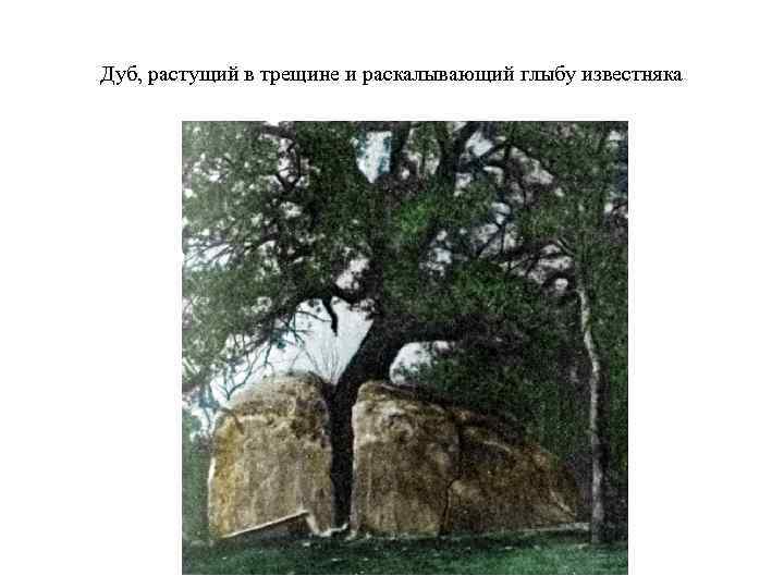 Дуб, растущий в трещине и раскалывающий глыбу известняка 