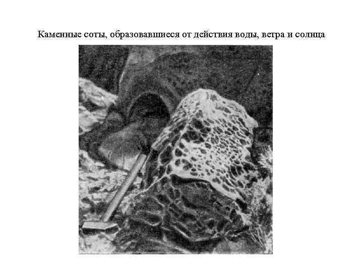 Каменные соты, образовавшиеся от действия воды, ветра и солнца 