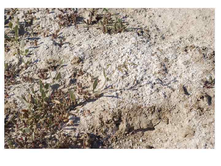  Состав обменных катионов солонцов • Неблагоприятные свойства солонцового горизонта связаны с высоким содержанием