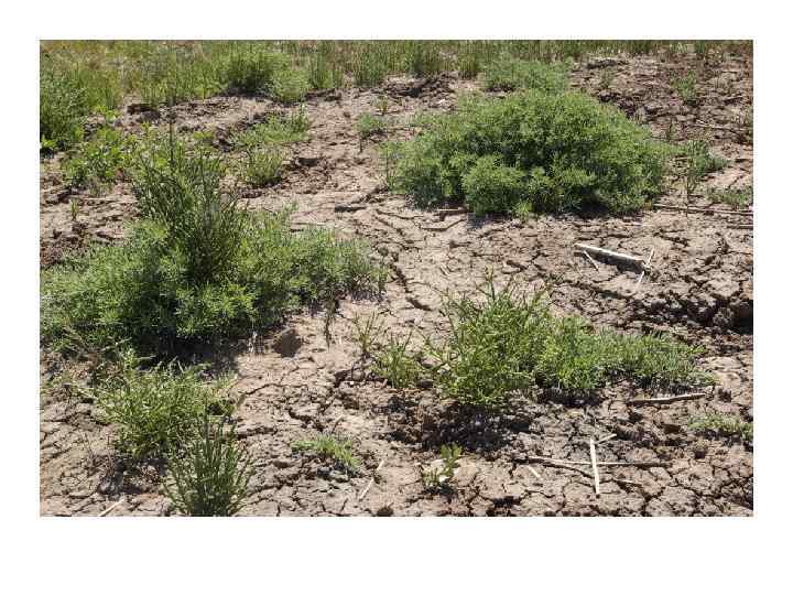  Классификация солонцов • Тип автоморфные – Подтипы: черноземные, каштановые, бурые полупустынные • Тип