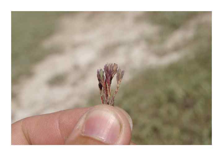  Солоди • Солоди - тип почв, формирующийся преимущественно в лесостепной и иногда в