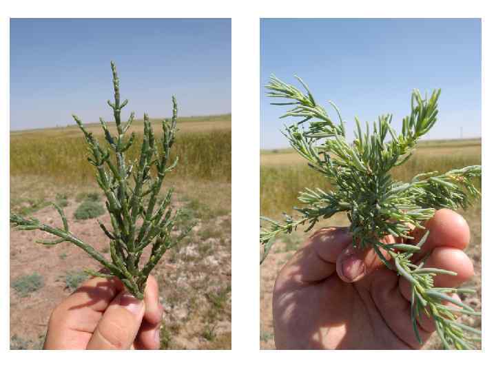  Строение солодей • Строение солодей: А 0 - А 1(п, т) – А