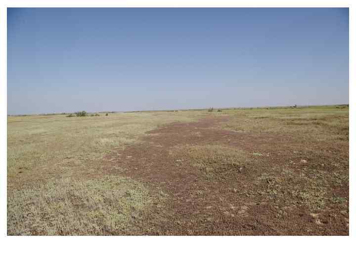  Классификация солончаков • Тип автоморфные. Формируются на засоленный почвообразующих породах при глубоком залегании