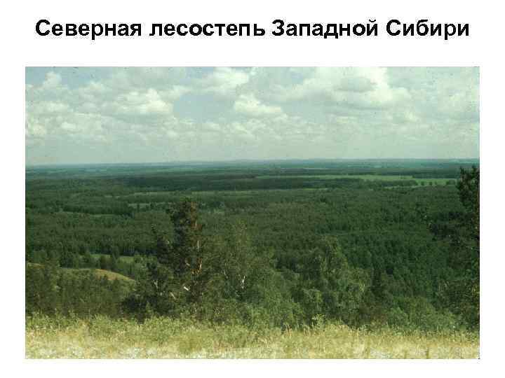 Северная лесостепь Западной Сибири 