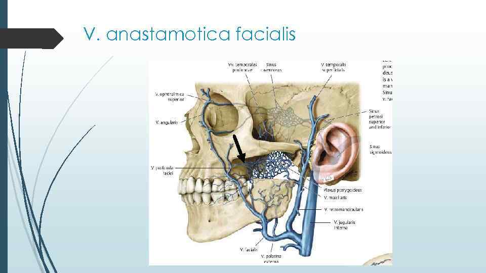 V. anastamotica facialis 