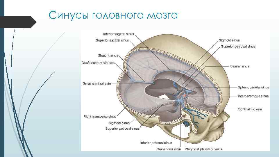 Синусы головного мозга 