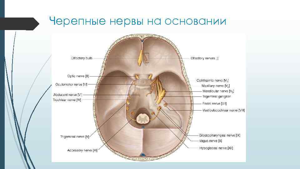 Черепные нервы на основании 