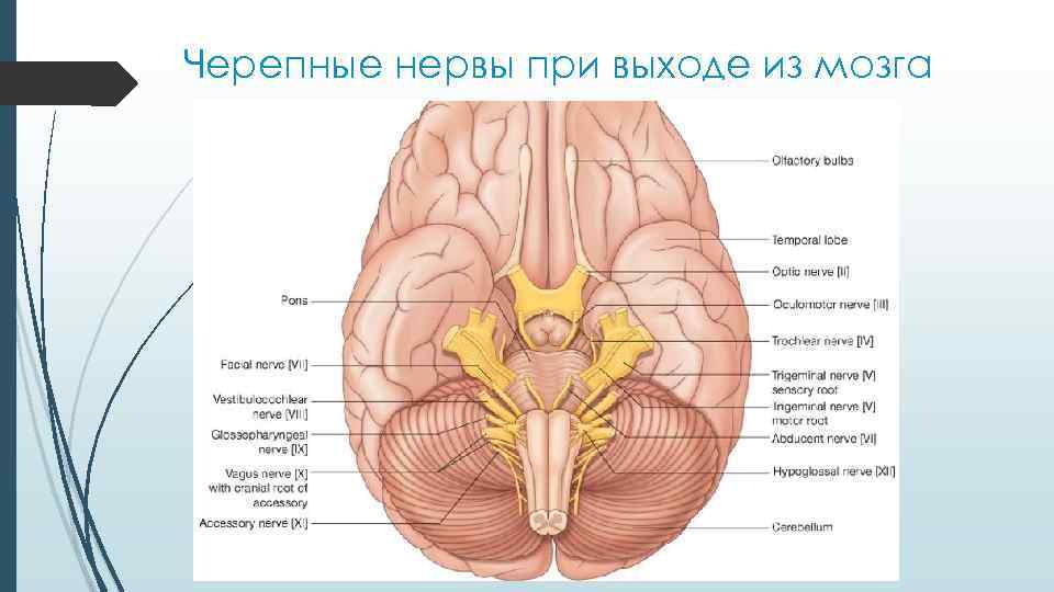Черепные нервы при выходе из мозга 