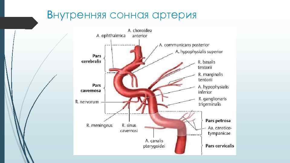 Изгиб вса. Внутренняя Сонная артерия анатомия части. Сегменты сонной артерии схема. Сегменты внутренней сонной артерии ветви. Внутренняя Сонная артерия схема.