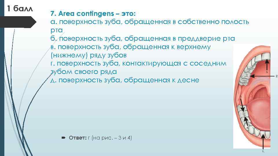 1 балл 7. Area contingens – это: а. поверхность зуба, обращенная в собственно полость