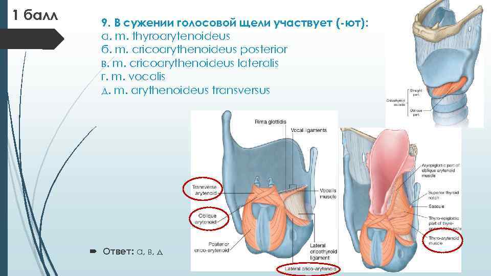 1 балл 9. В сужении голосовой щели участвует (-ют): а. m. thyroarytenoideus б. m.