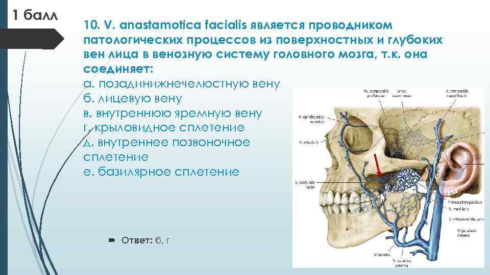 1 балл 10. V. anastamotica facialis является проводником патологических процессов из поверхностных и глубоких