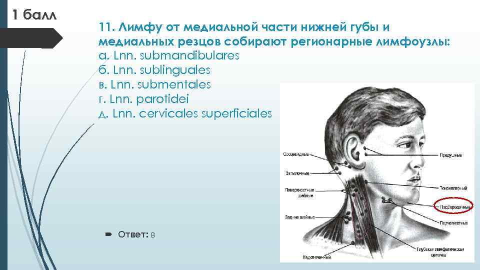 1 балл 11. Лимфу от медиальной части нижней губы и медиальных резцов собирают регионарные