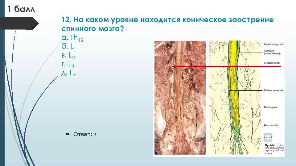 1 балл 12. На каком уровне находится коническое заострение спинного мозга? а. Th 12